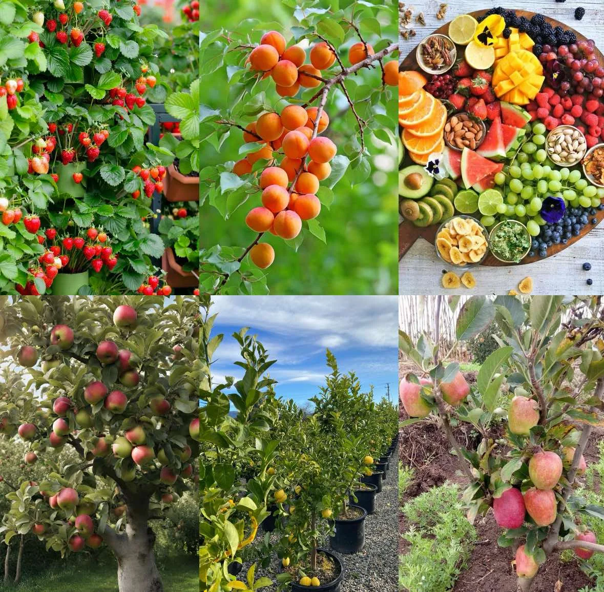 Image for Rasadnik Kočović